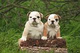 BULLDOG ANGLAIS 203